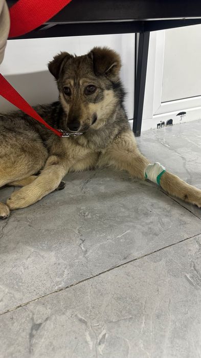 Найдена собака район Ремизовка