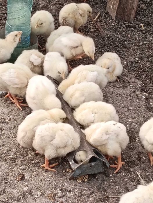 Pui de carne Luna de jos