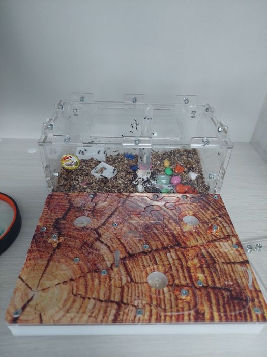 Муравьиная ферма