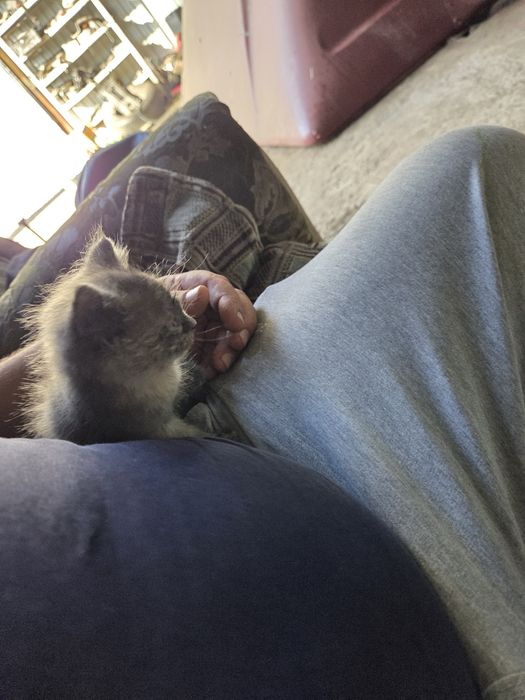 Бесплатно котёнок