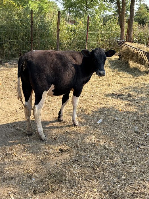 Vand 4 vitele Angus x Baltată Romaneasca