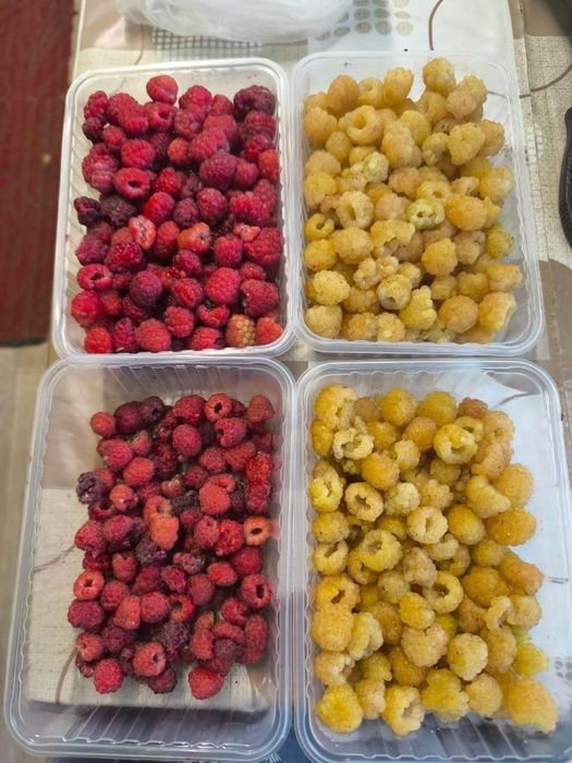 Срочно в рассрочку продам добротную дачу