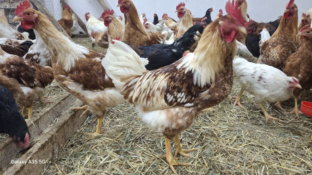 Петухов продаётся от 2000тг