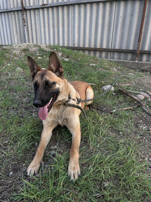 Немецкий Овчарка Красивая