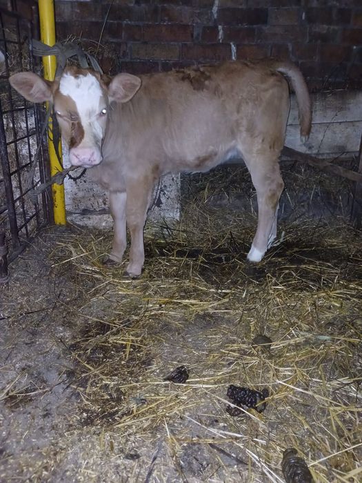 Vând vitea de 4 săptămâni