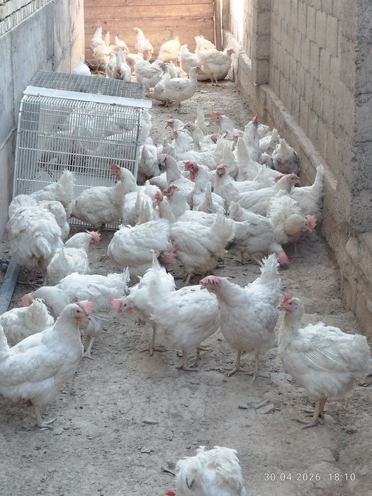 Продам куриц несущки