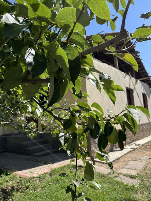 Дом Дача с бассейном в +Чимгане с участком 10,2 соток