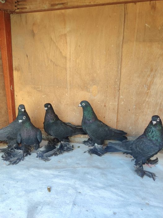 Продам Голубей 2025