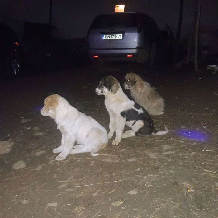3 oi disponibile 2 de 3 miei și 1 de 5