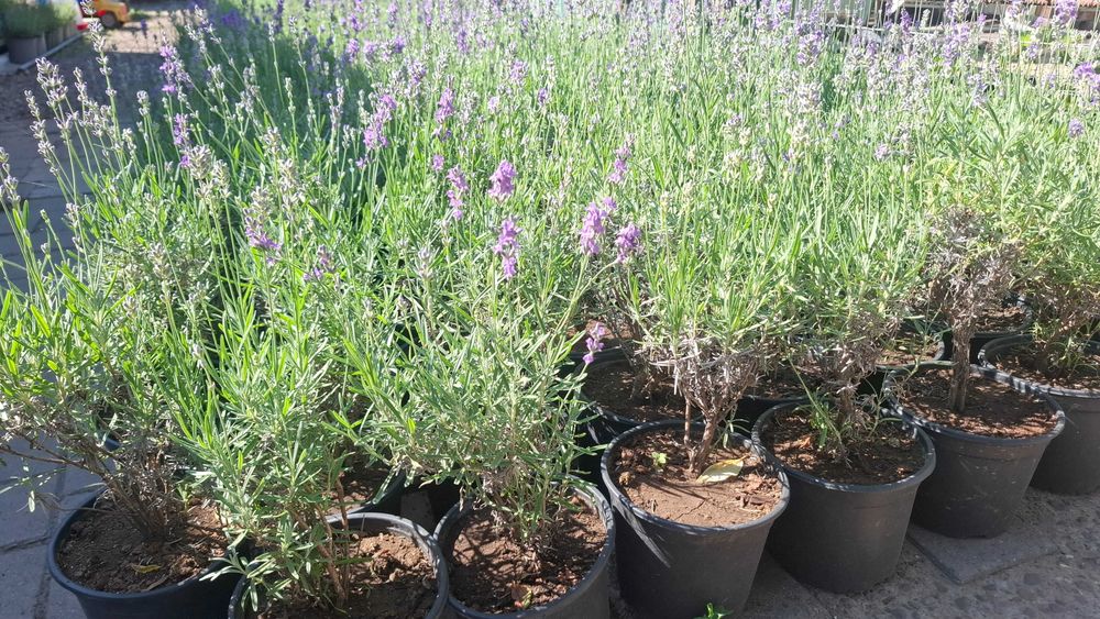 Vand lavandă,salvie,crinul ploi,menta doar in zona rădăuți preturi cuprinse intre 15 si 25 de lei