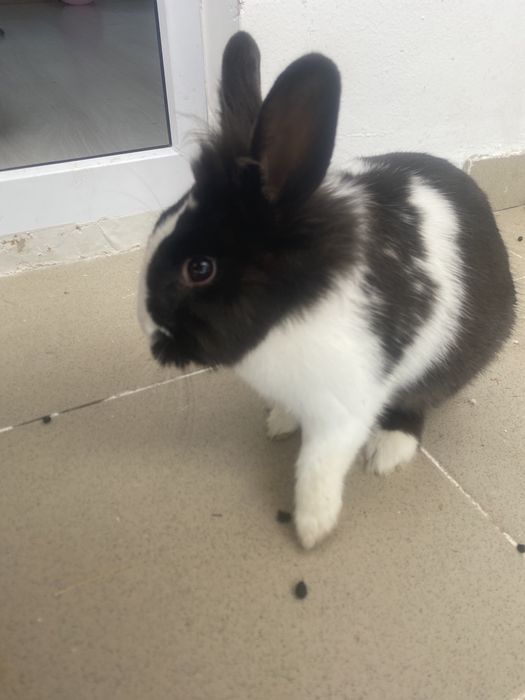 Милый декоративный кролик