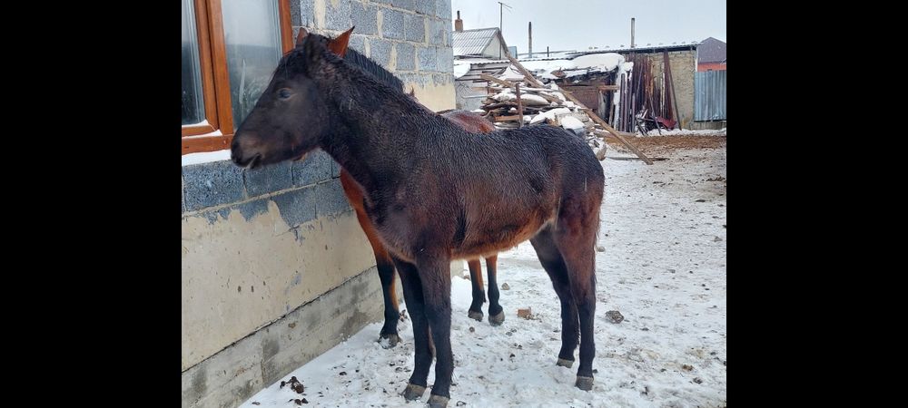 Жабағалар.  Жылкы сатылады