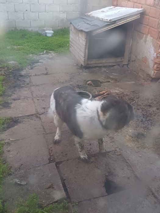 Каракачанки мъжко и женско