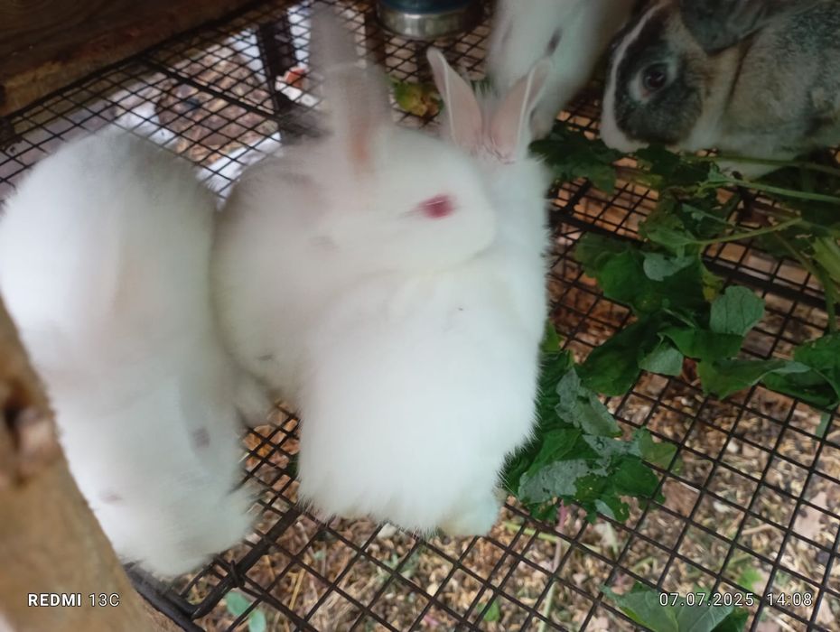 Продам кроликов помесь