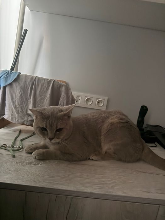 Продам британского кота