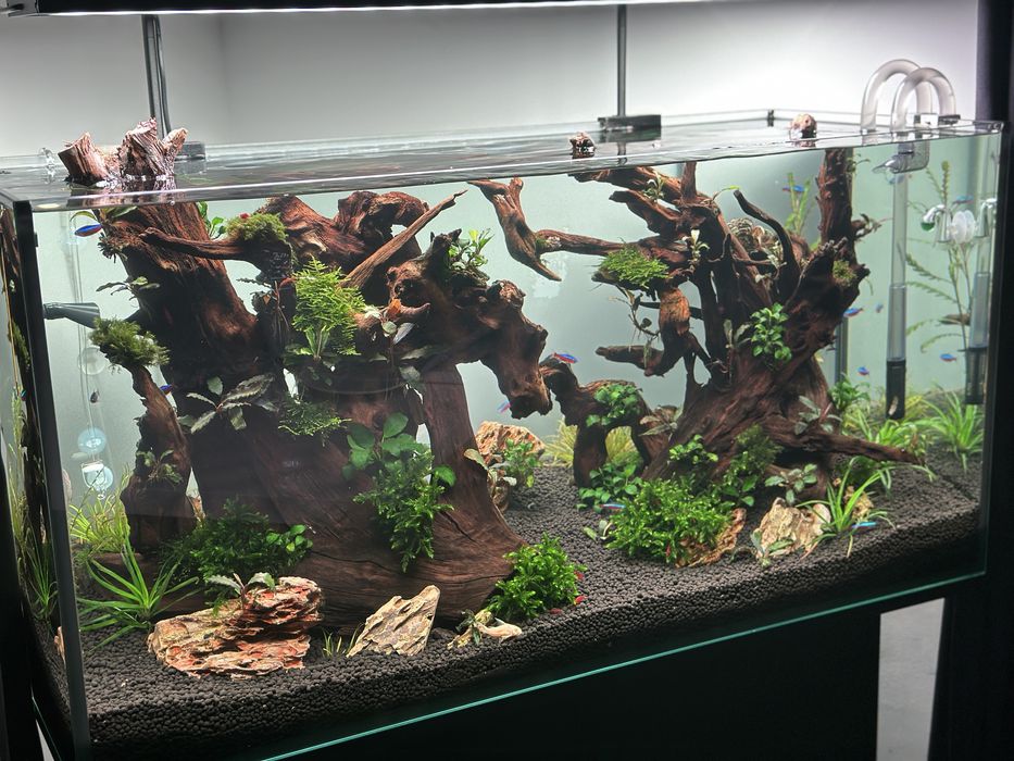 Acvariu 200 high-tecg, filtru Oase 850,lampa profesionala, co2 acvariu