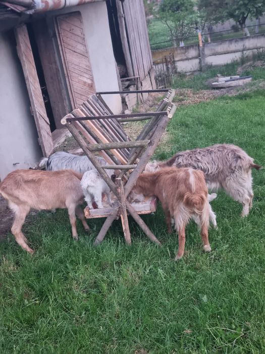 Vând capre 10 bucăți plus 5 baloti lucerna