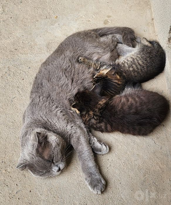 Котята продаются