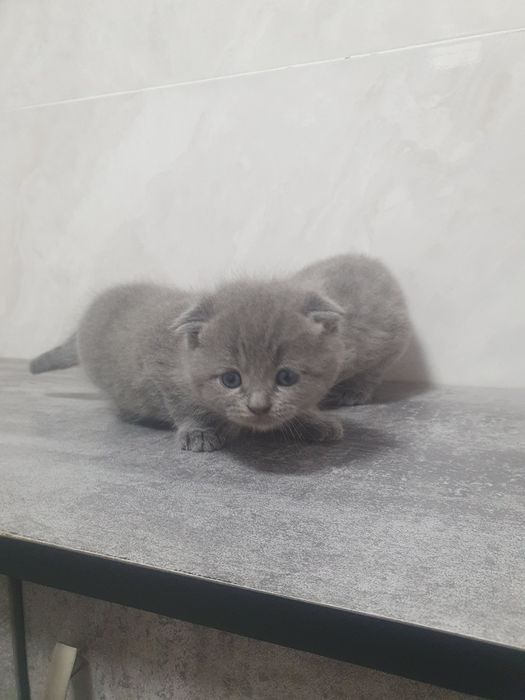 Котёнок британского пароди