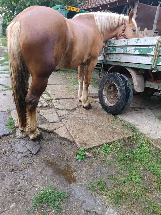 Cal de vanzare de 3 ani