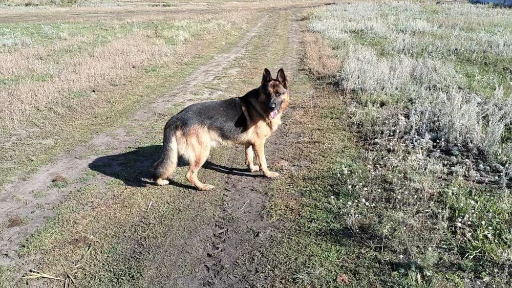 Продам кобеля немецкой овчарки