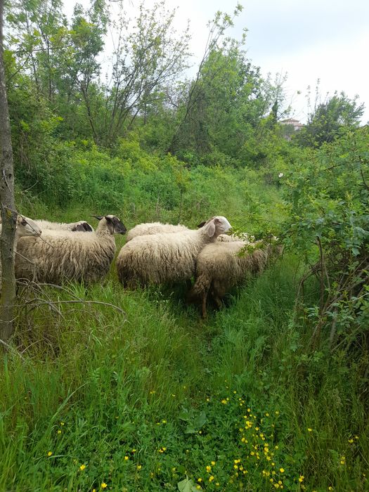 Продавам 11 дойни овце и 1 коч