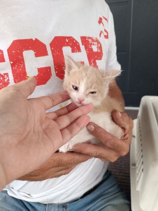 Котята мальчики, 1 мес