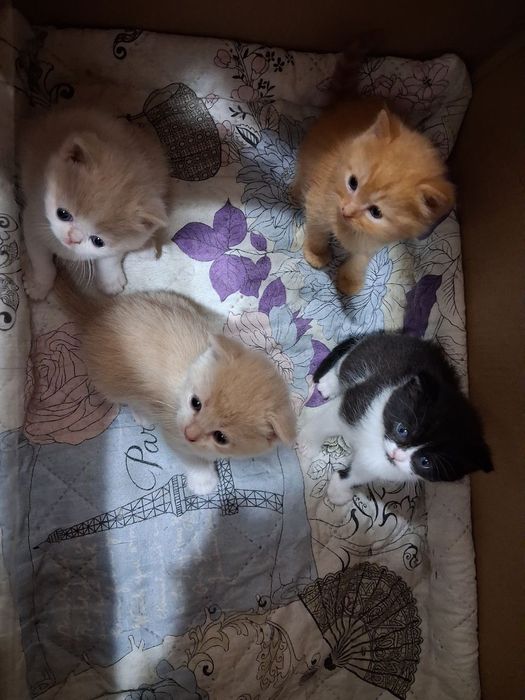 Мушукчалар сотилади