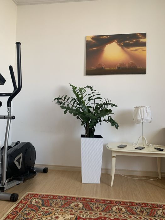 Комнатные цветы ухоженные