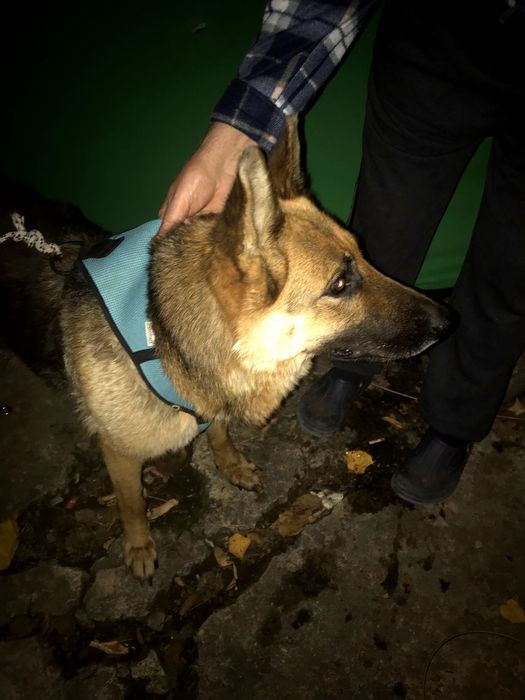 Намерена изгубена немска овчарка без нашийник