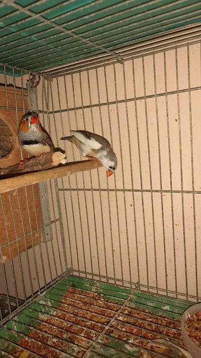 Зебровые амадины