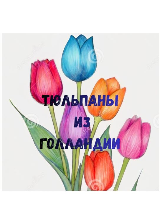 Голландские тюльпаны