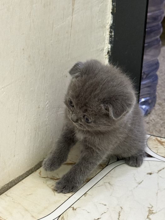 Продаю чистокровных котят скоттиш фолд и скоттиш страйт