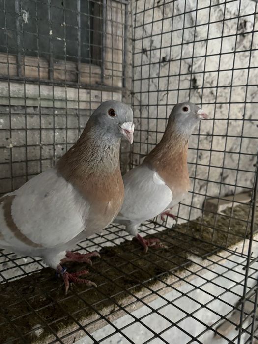 Продам почтовых голубей!