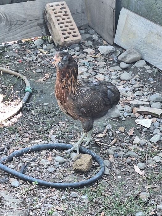 Cocosi si gaini araucana