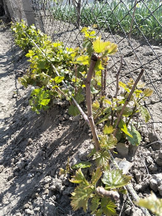 Продам саженцы винограда