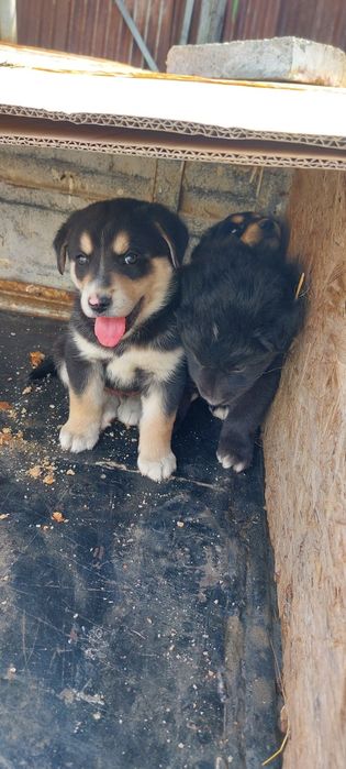 Щенята породистые