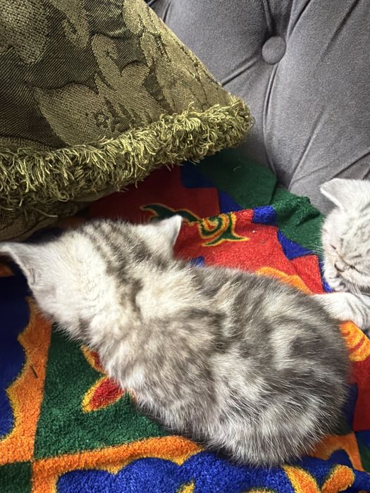 шотладский котенок