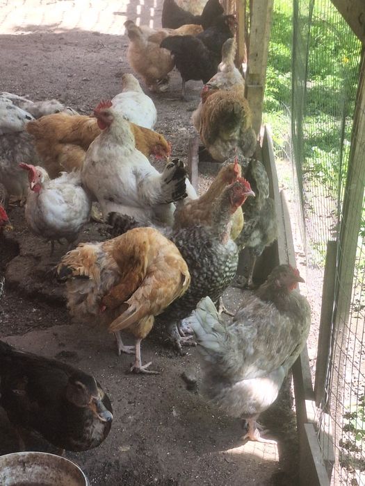 Продам курей и питуха
