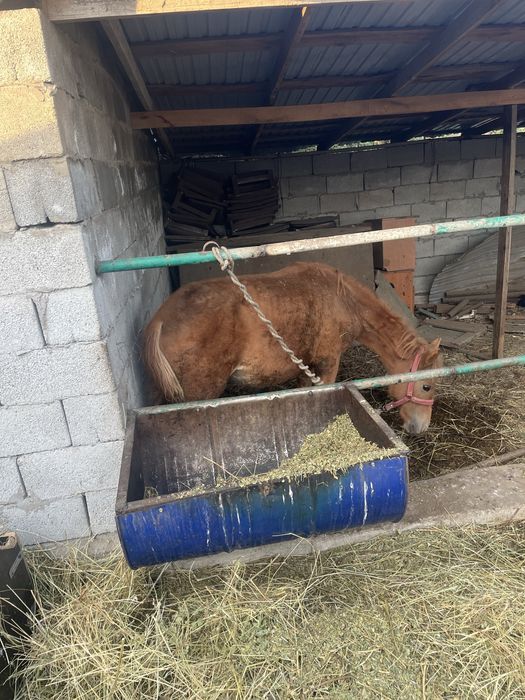 Жабагы сатылады