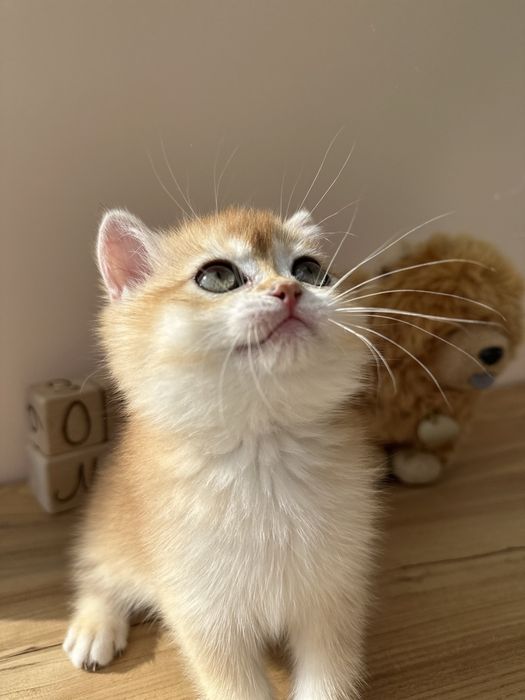 Британские котята золотые