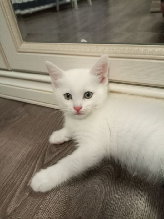 Продаются котята