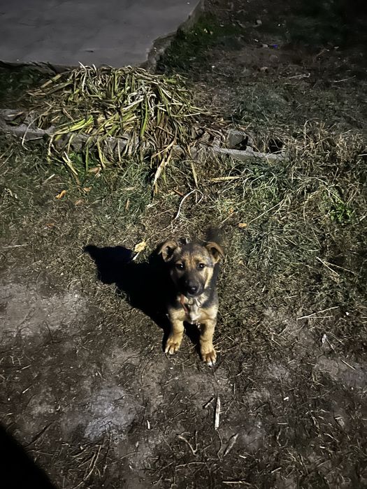 щенок смесь овчарки