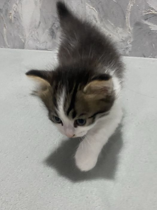 Котенок мальчик отдам