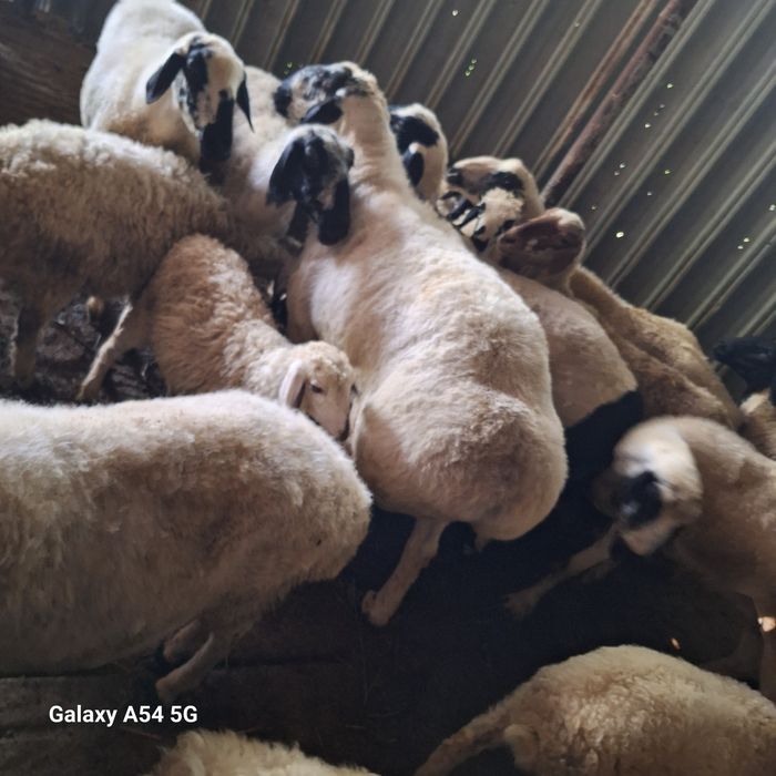 Men berayotganimda meni siking