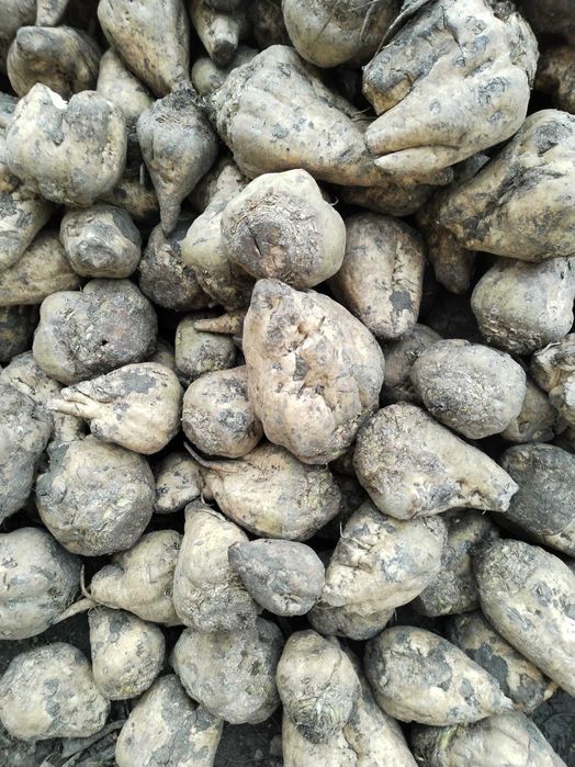 Sfecla de zahăr 0,30 de bani kg