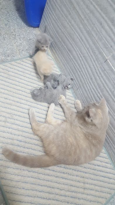 Британские котята