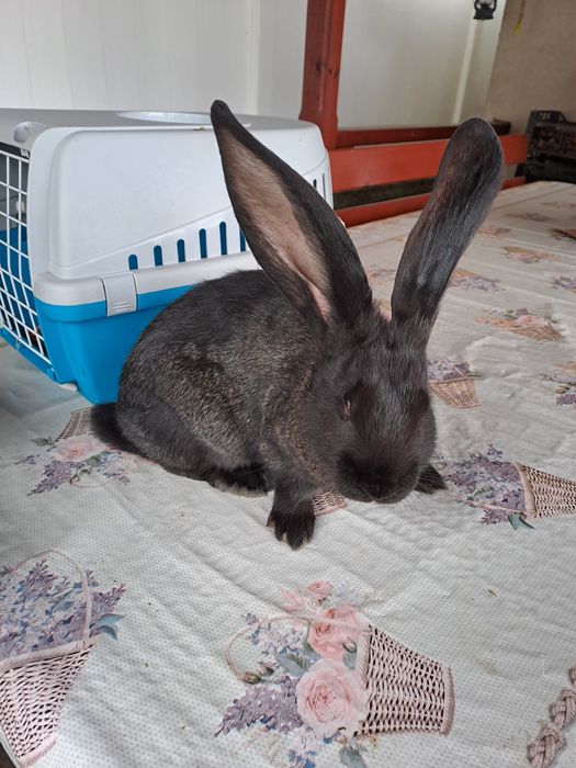 Urias german galben si negru