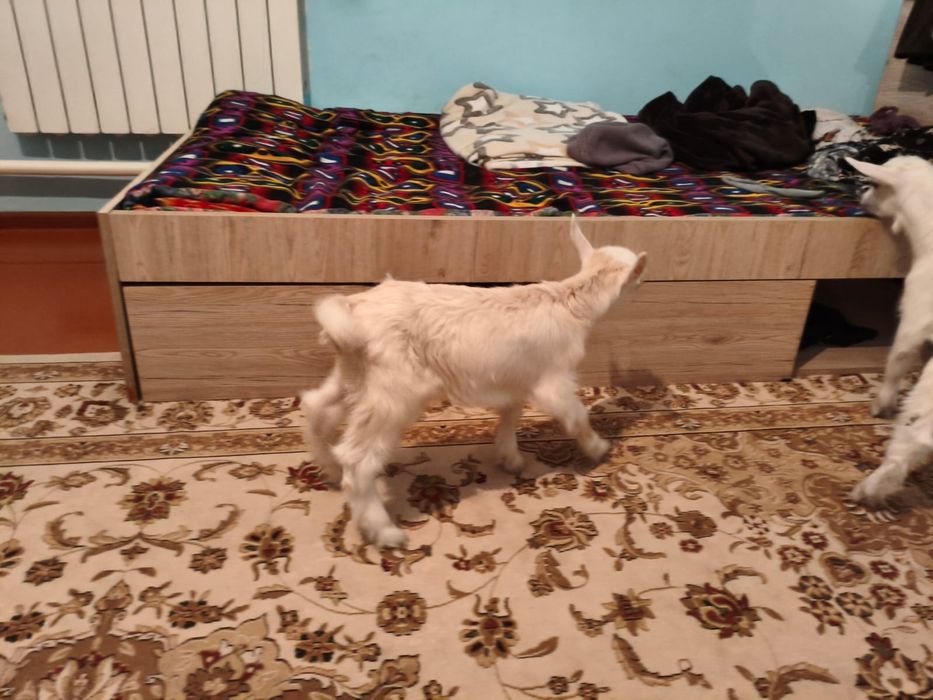 Лактар сатылады занен