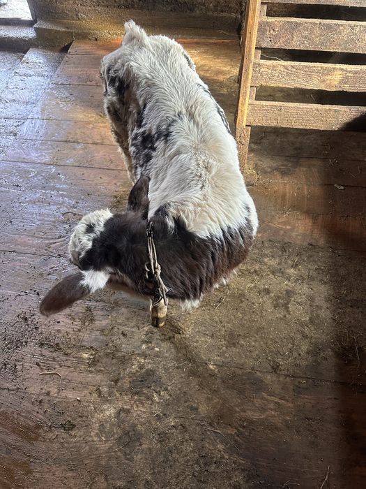 Vând vitel de rasă.